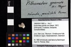 Foto (Objket + Etiketten) von Paragalathea arcella (Robins, Feldmann, Schweitzer & Bonde, 2016) 